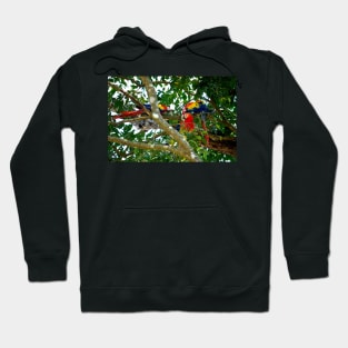 Grand perroquet, site de Copán Ruinas au Honduras Hoodie